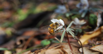 節分草に集まるミツバチ