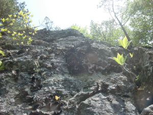 岩茸の岩場