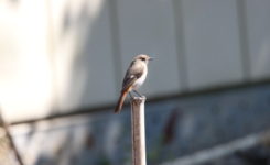 ジョウビタキの雌