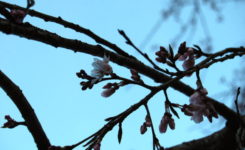 清雲寺しだれ桜