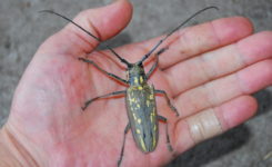 シロスジカミキリ