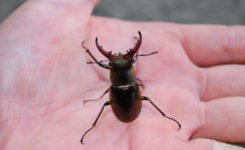 ミヤマクワガタ