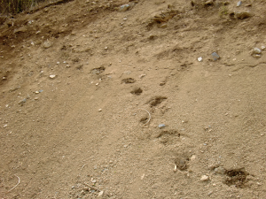 熊の足跡