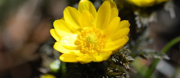 幸せの黄色い花