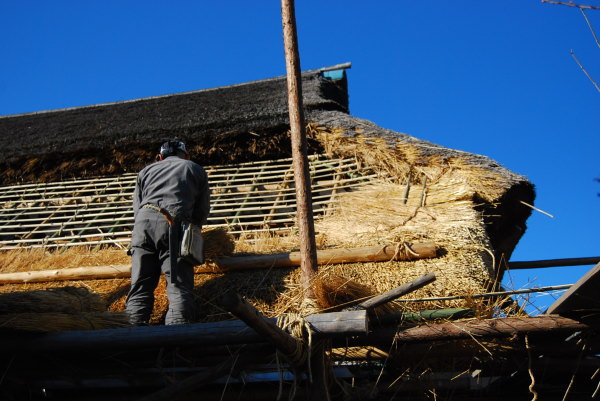茅葺き屋根に小麦を葺く