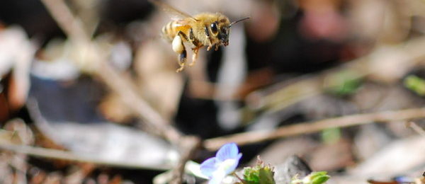 節分草にいたミツバチ