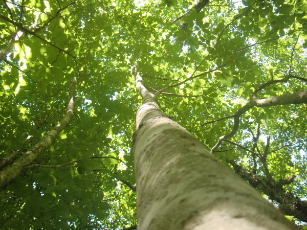 コシアブラの木