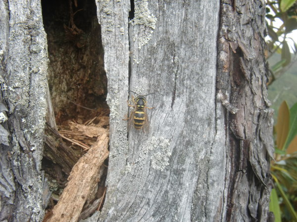 キオビクロスズメバチ