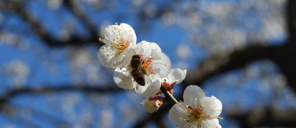 梅の花にくるミツバチ
