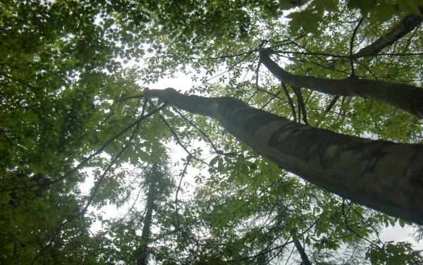 コシアブラの木