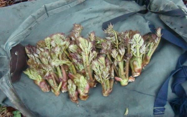 山菜　タラの芽採り