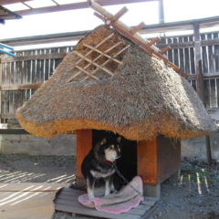茅葺屋根の犬小屋