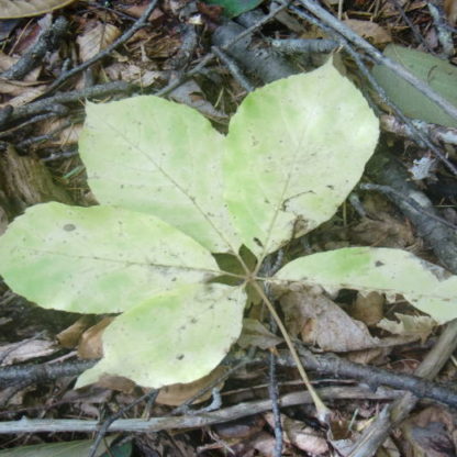 コシアブラの葉