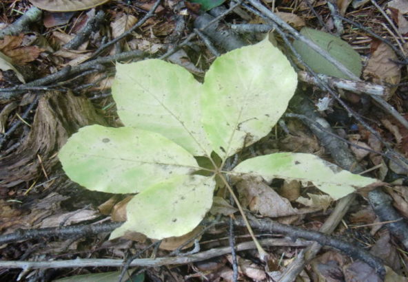コシアブラの葉