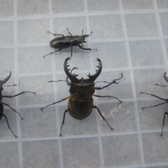 ミヤマクワガタ