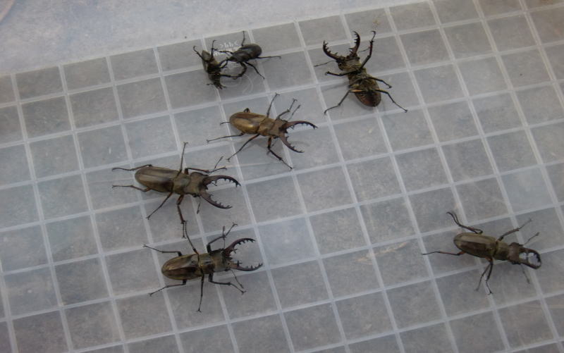 ミヤマクワガタ