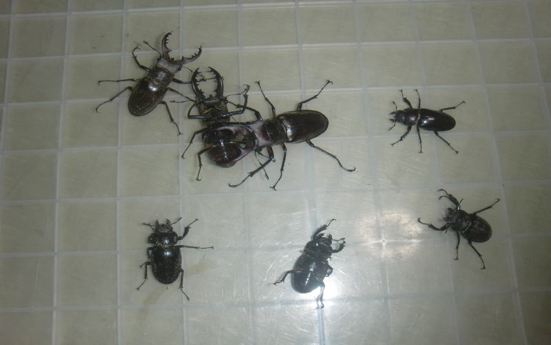 ミヤマクワガタ