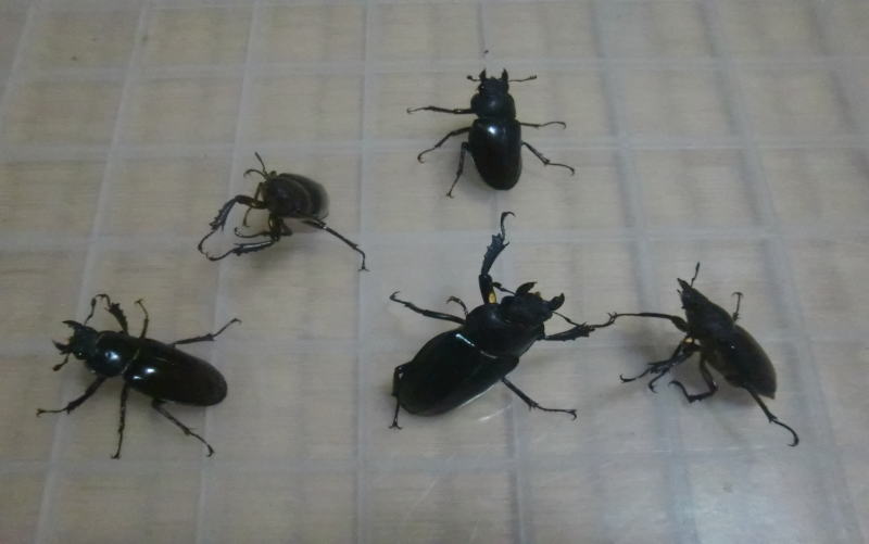 ミヤマクワガタ