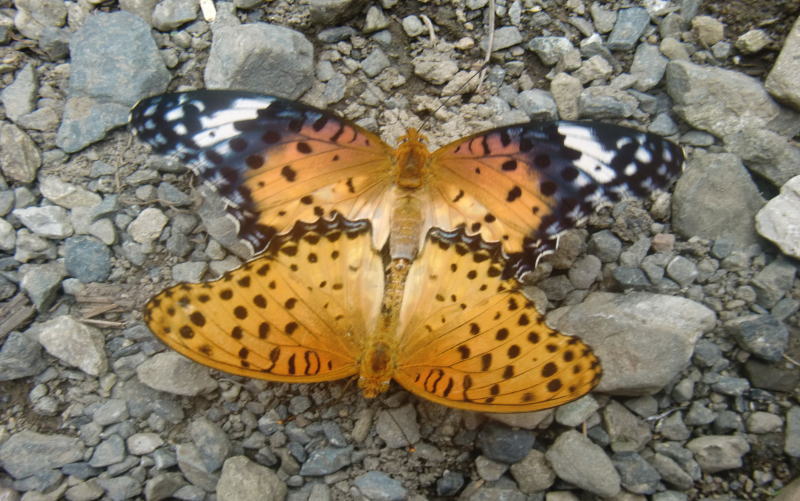 ツマグロヒョウモン