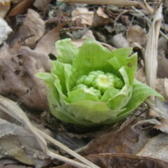 山菜　フキノトウ