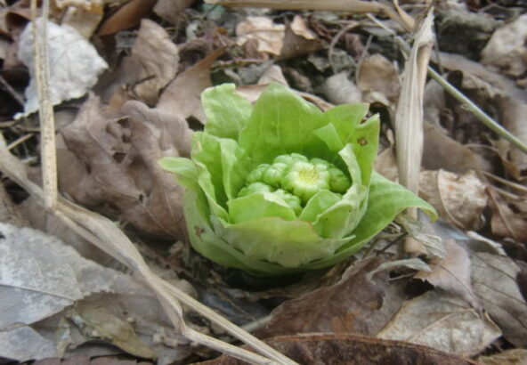 山菜　フキノトウ