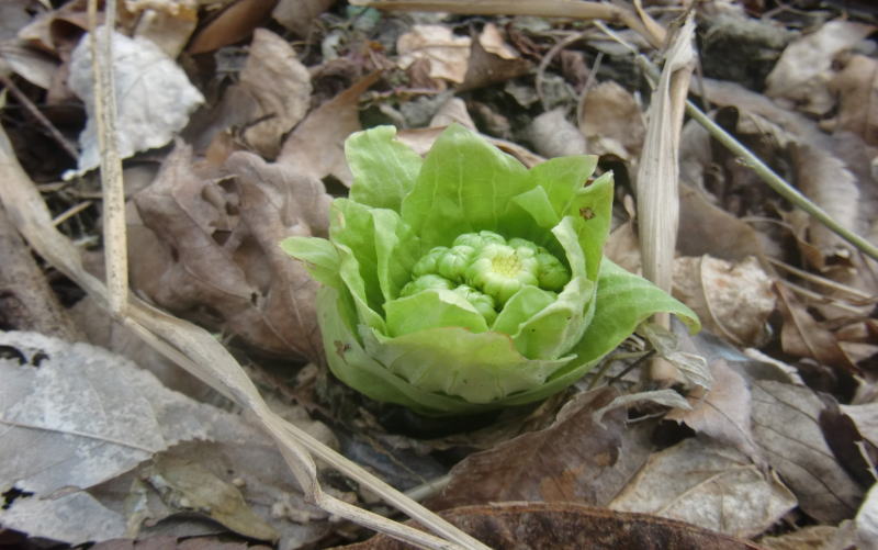 山菜　フキノトウ