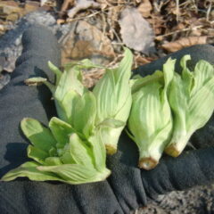 フキノトウ採り