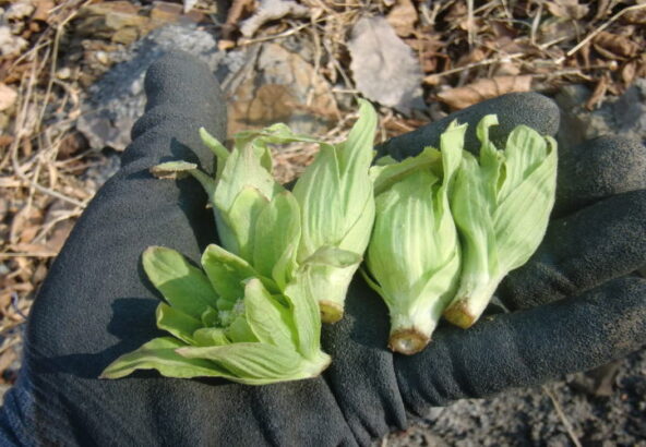 フキノトウ採り