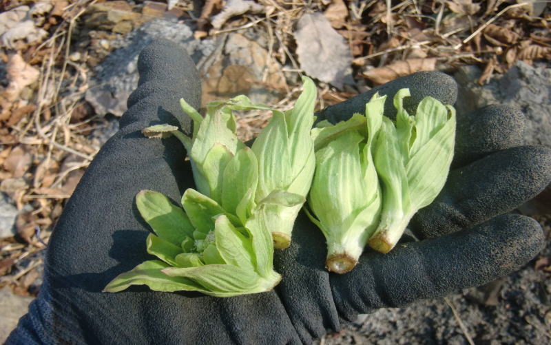 フキノトウ採り