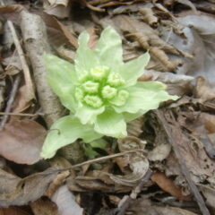 山菜　フキノトウ採り