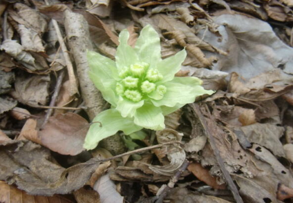 山菜　フキノトウ採り