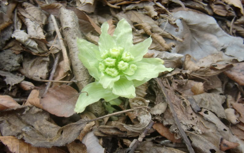 山菜　フキノトウ採り