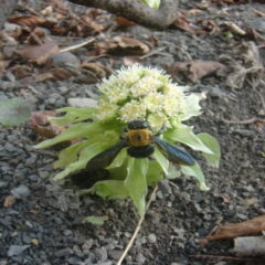 フキノトウの花
