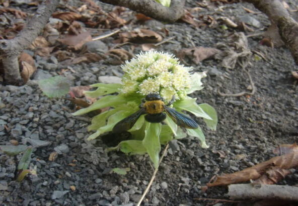 フキノトウの花