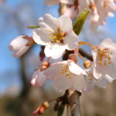 清雲寺しだれ桜