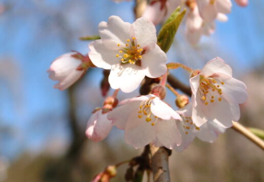 清雲寺しだれ桜
