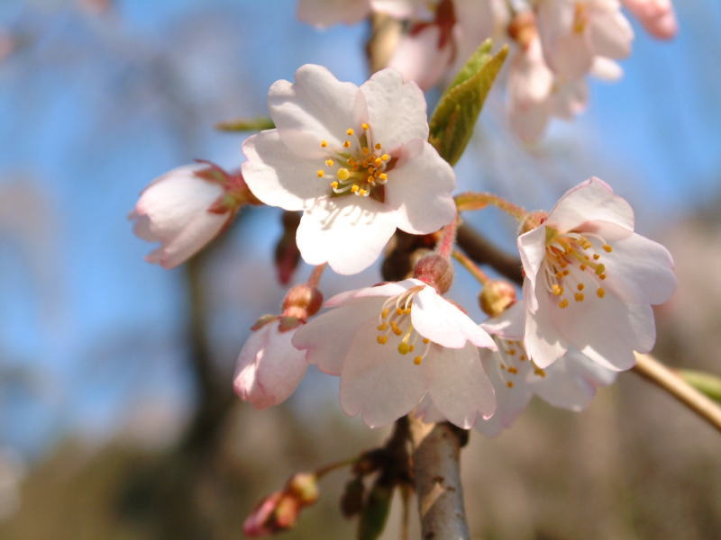 清雲寺しだれ桜