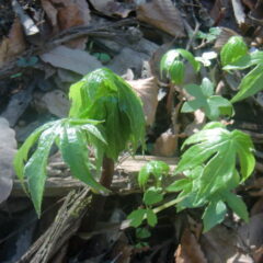 山菜　モミジガサ