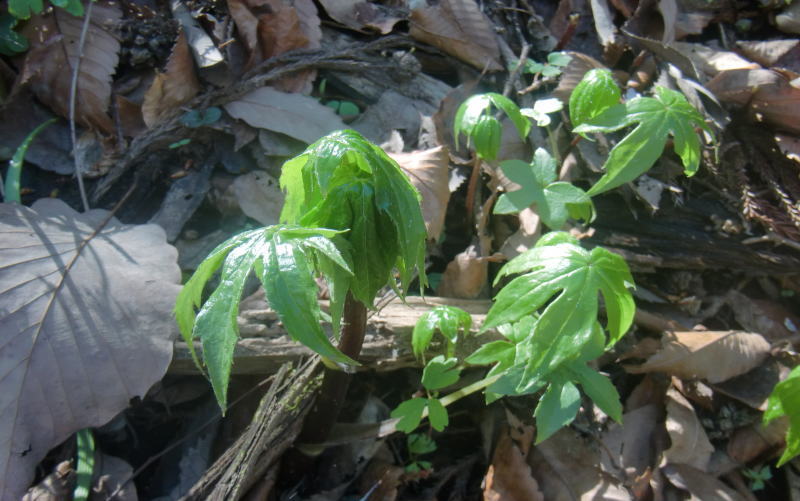 山菜　モミジガサ